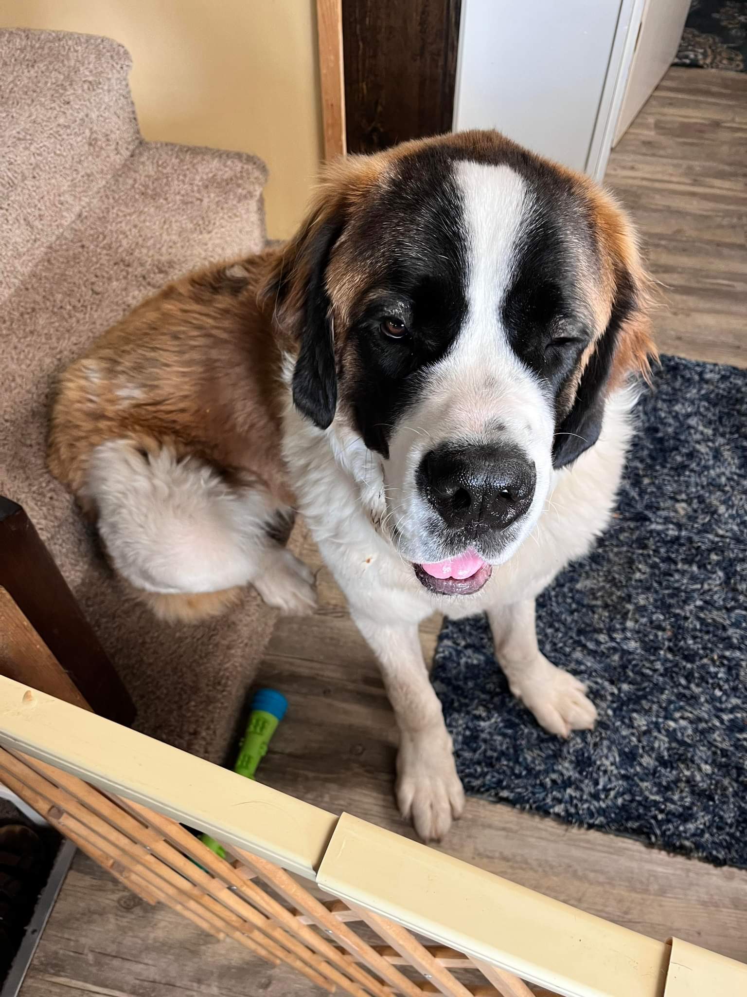 Gus - Saint Bernard Rescue Foundation, Inc.