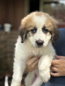 St/Pyr Pups 6/5/26 ADOPTED 7/1/26