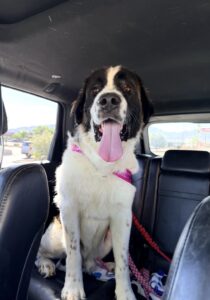 Bruno 6/5/26 ADOPTED 6/22/26