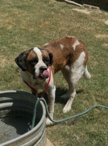 Angel 7/19/2026 ADOPTED
