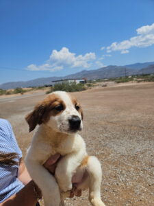 Saphire 8/14/26 Adopted 8/23/26